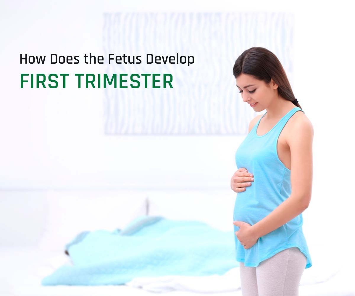 How Does the Fetus Develop – First Trimester