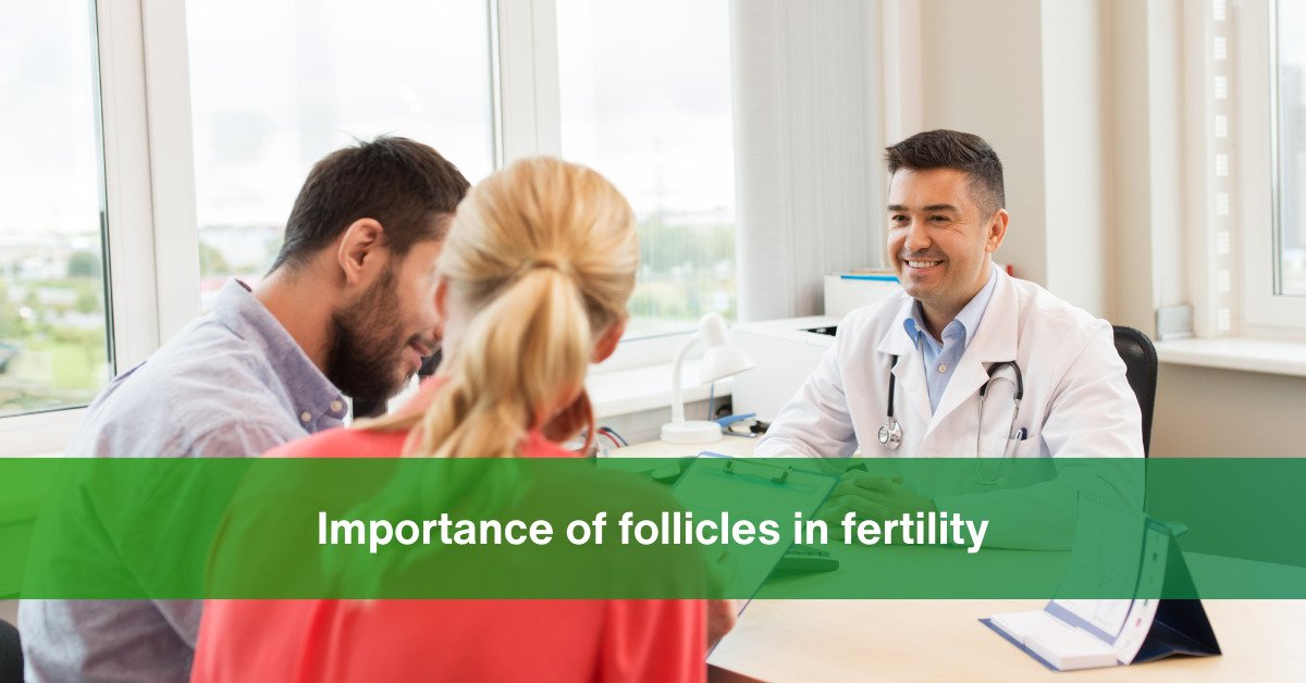 importance of follicles in fertility