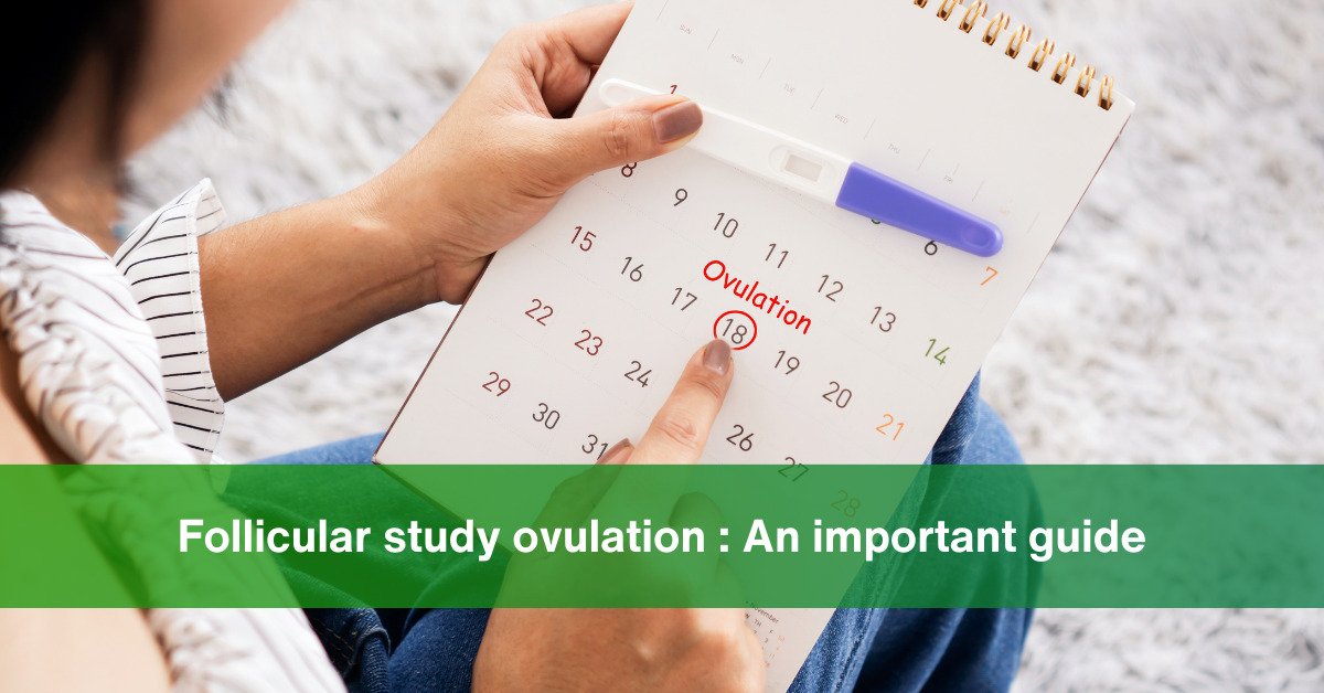 follicular study ovulation