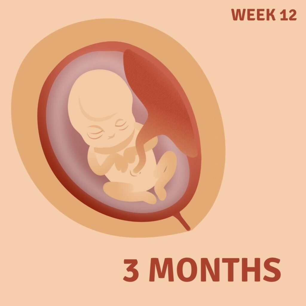 12 week