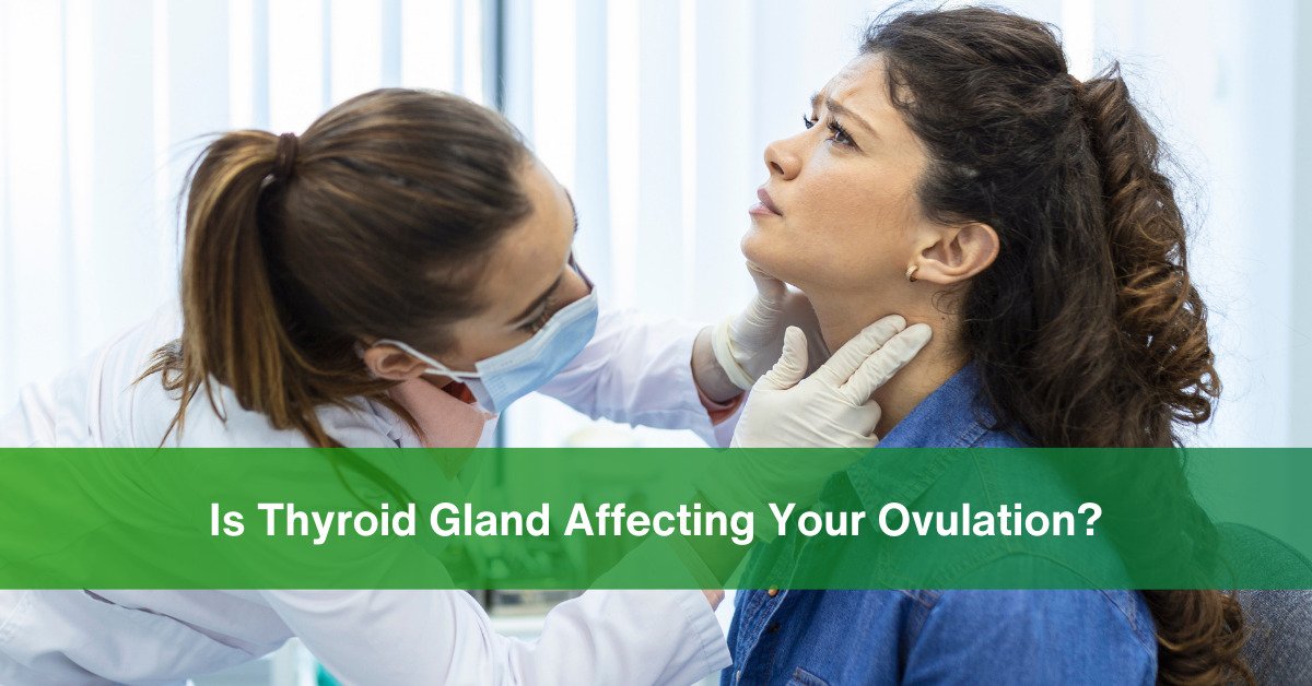 Is Thyroid Gland Affecting Your Ovulation