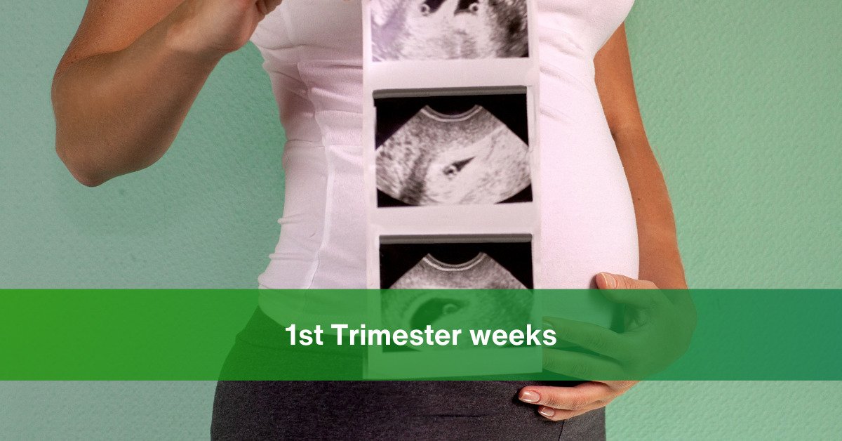 1st trimester weeks