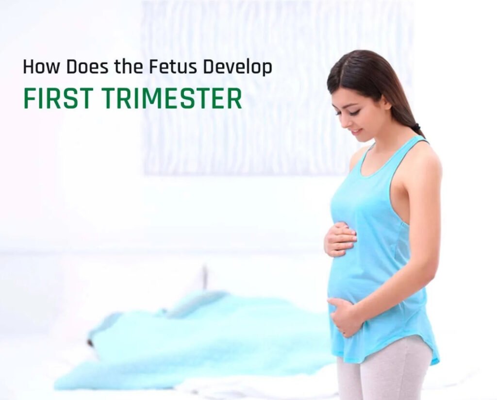 1st trimester fetus develop