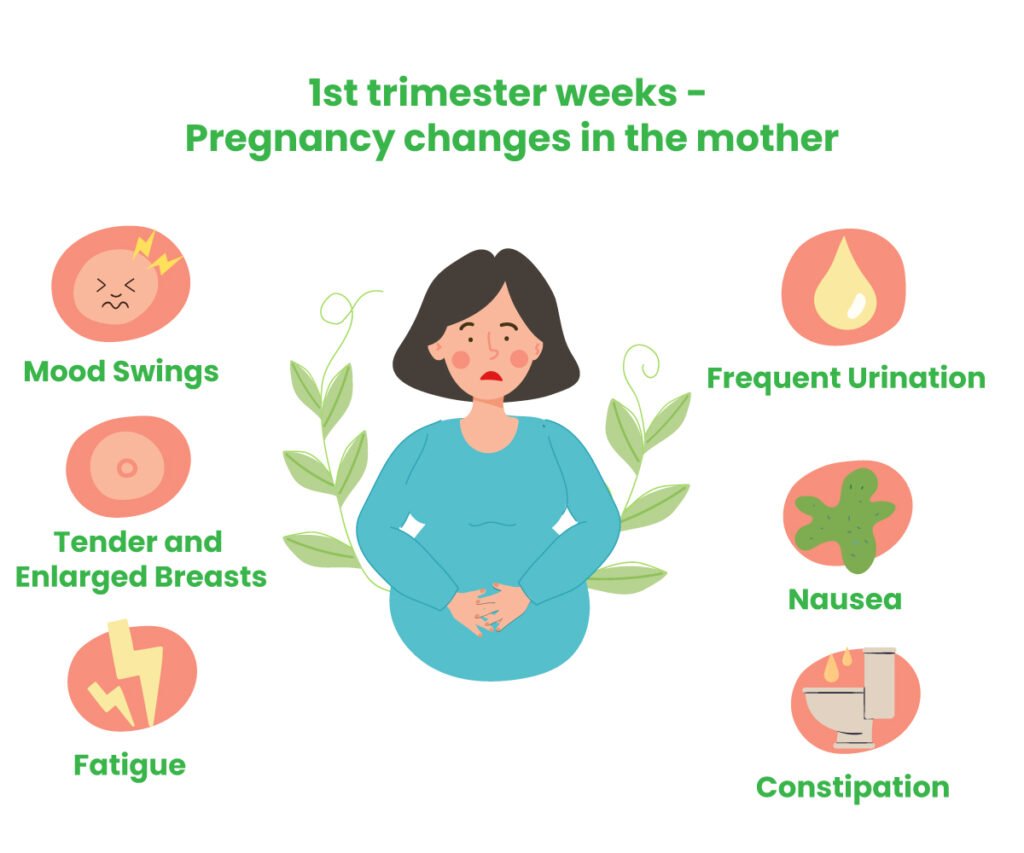 1st trimester week