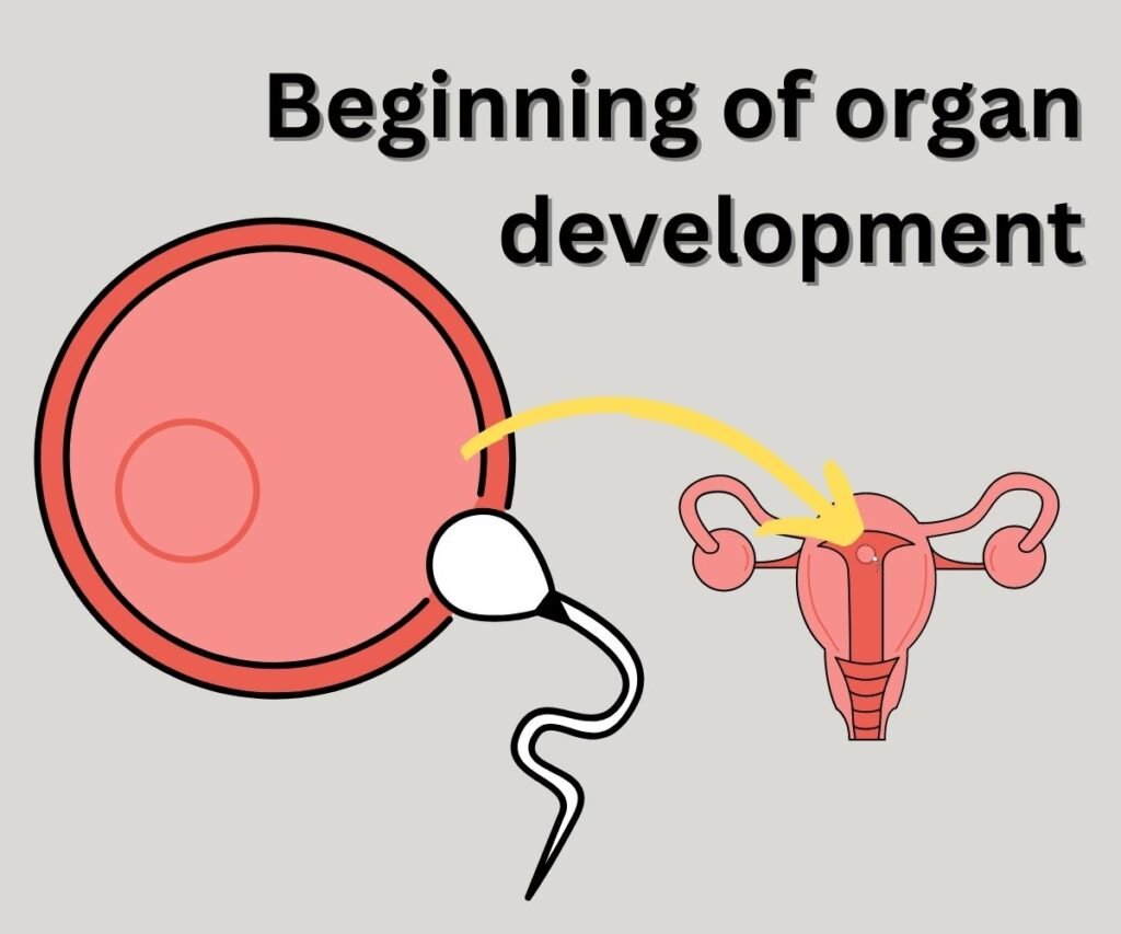 beginning of organ development