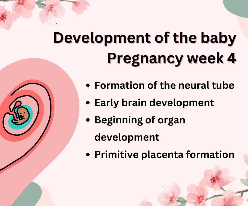 development of the baby - pregnancy week 4