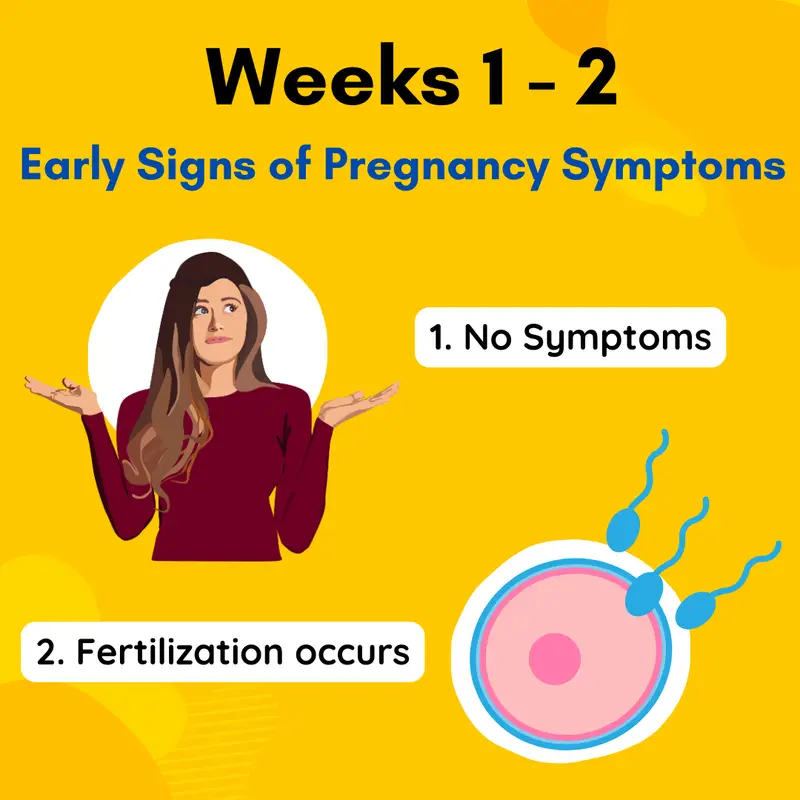 early pregnancy symptoms Weeks 1 - 3