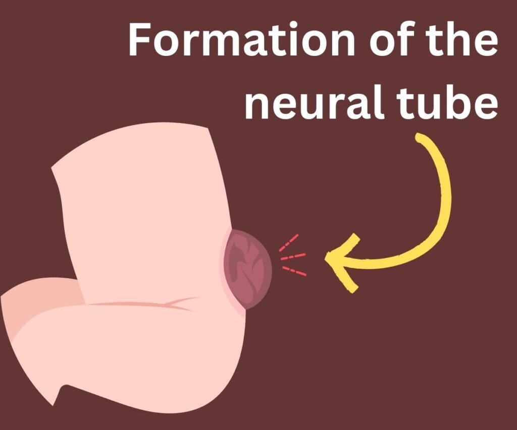 formation of the neural tube