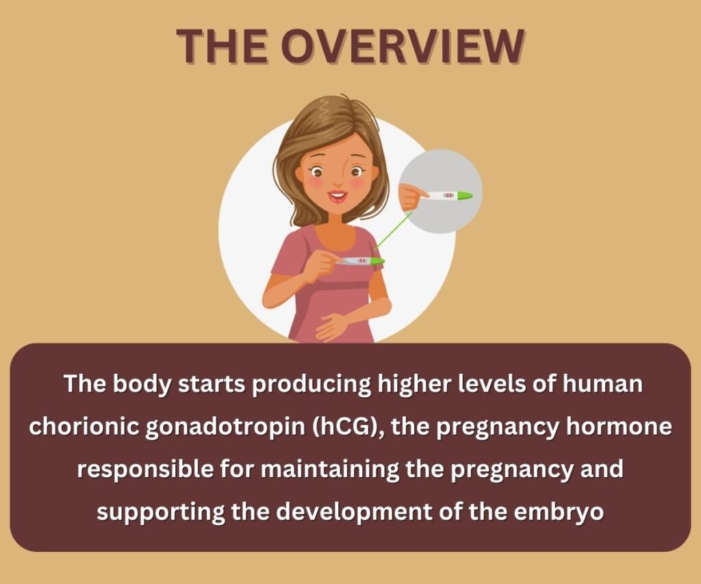 overview- hcg