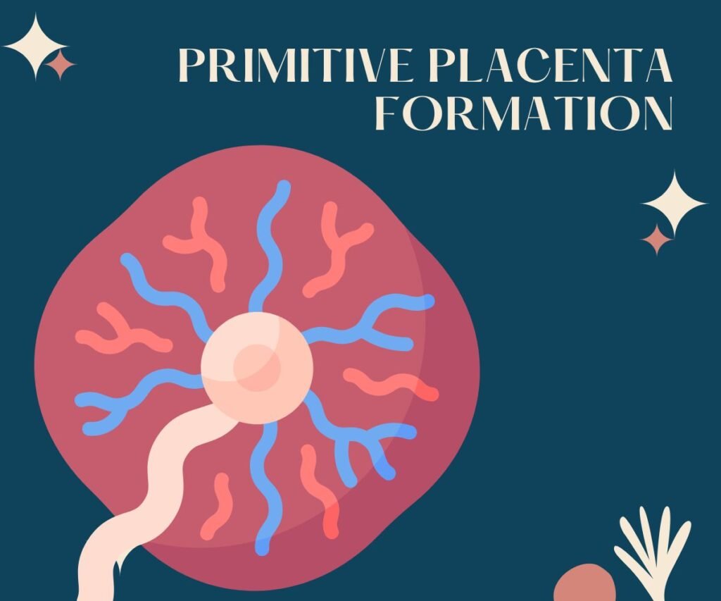 primitive placenta formation