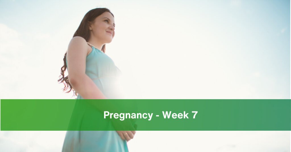 pregnancy week 7