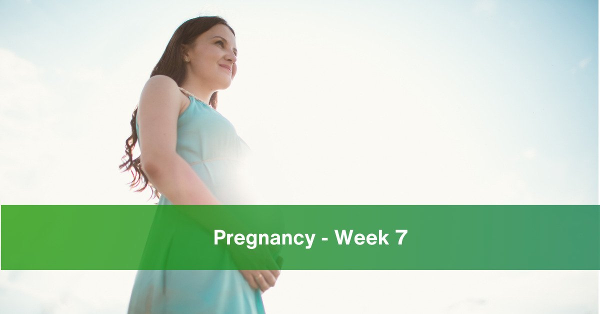 pregnancy week 7