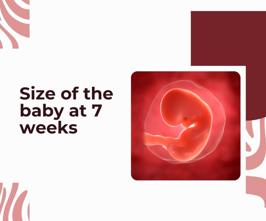 size of the baby at 7 weeks