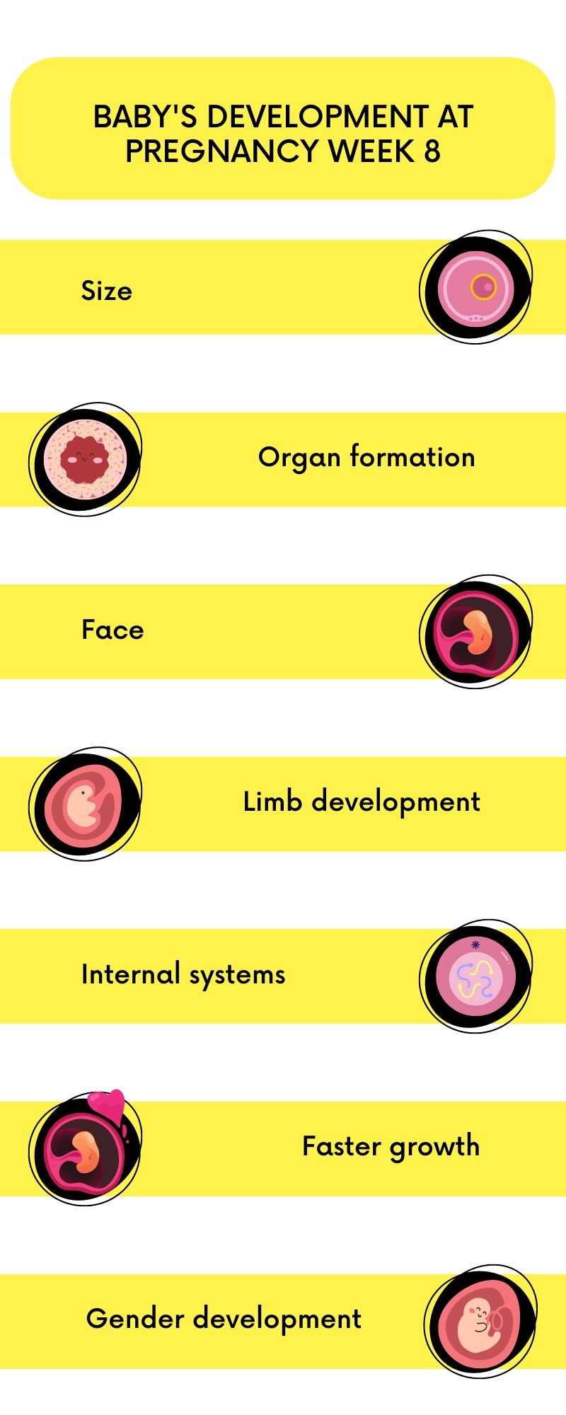 baby's development at pregnancy week 8