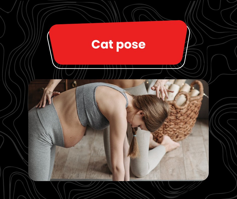 cat pose