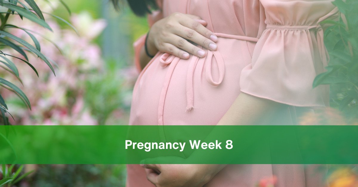 pregnancy Week 8