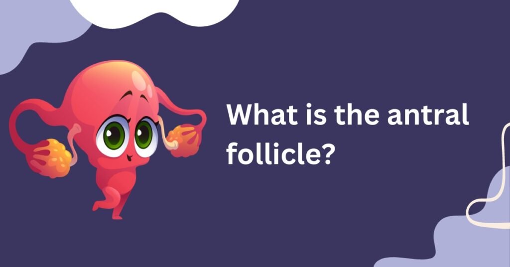 what is the antral follicle