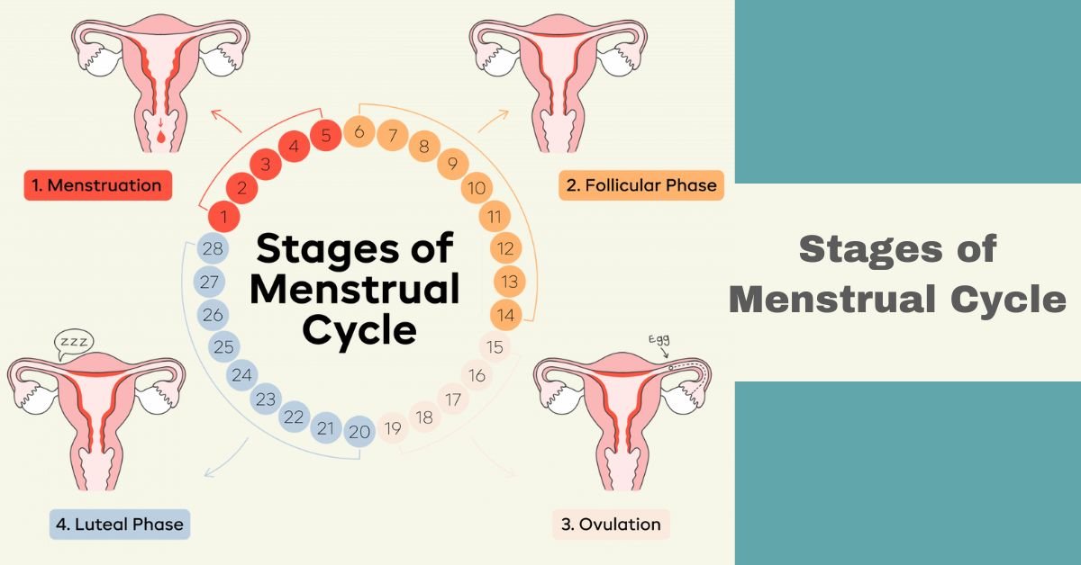 stages of menstrual cycle