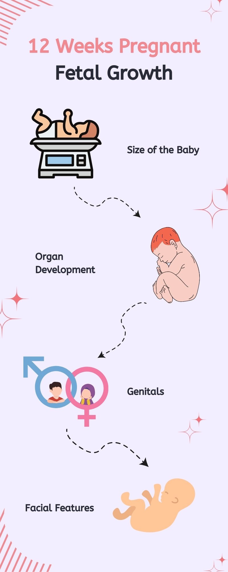 12 weeks pregnant - fetal growth