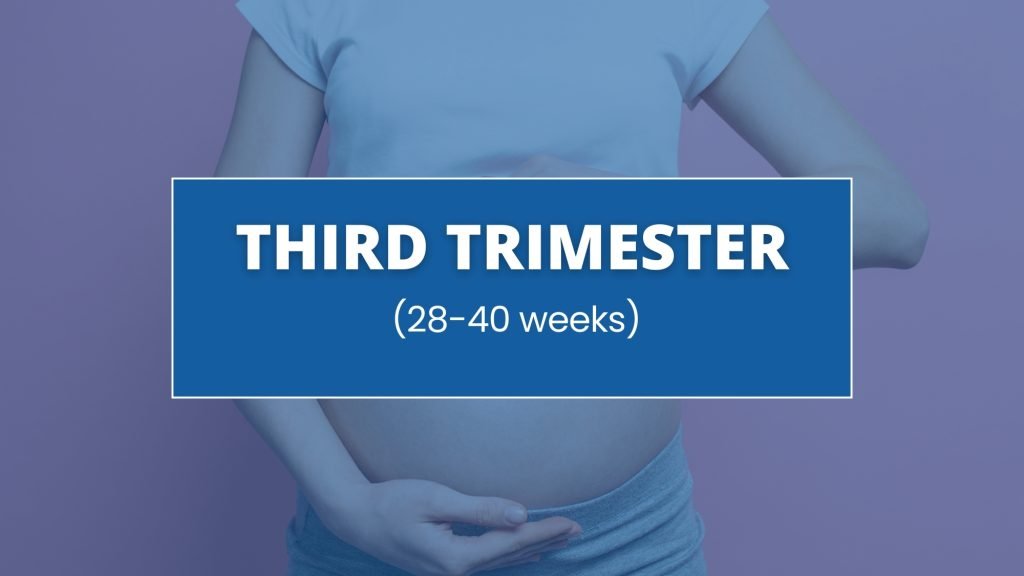 3rd trimester (28-40 weeks)