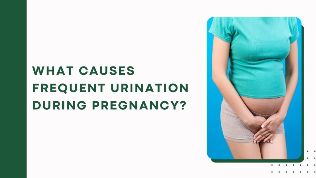 What causes frequent urination during pregnancy?